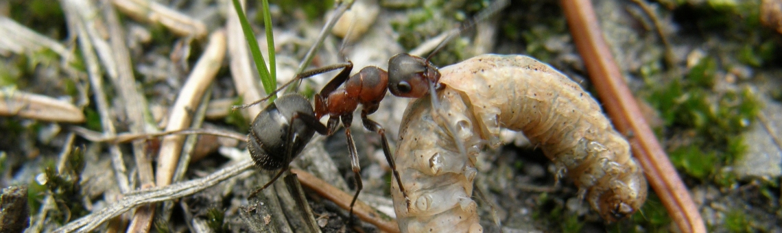 Mravenec podhorn&iacute; (Formica lugubris) - foto Klára Bezděčková