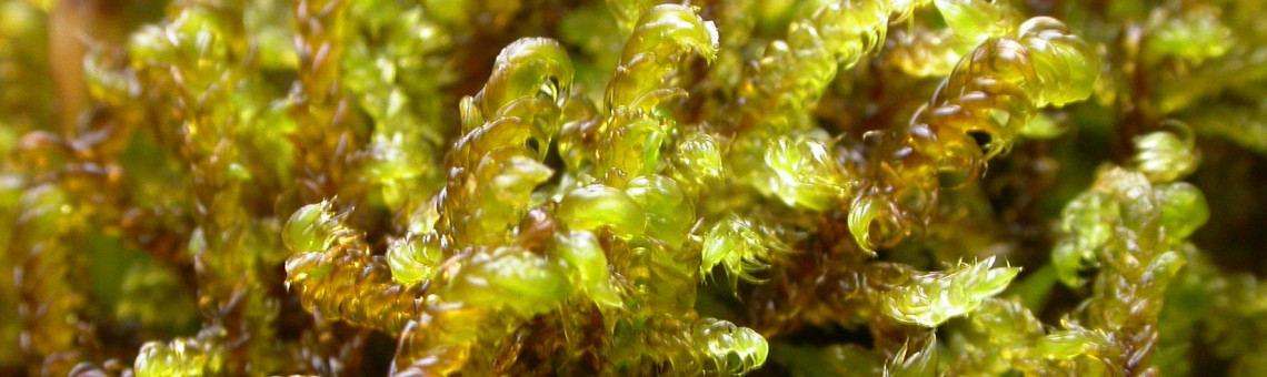 Štírovec prostřední (Scorpidium cossonii) - foto Milan Štech