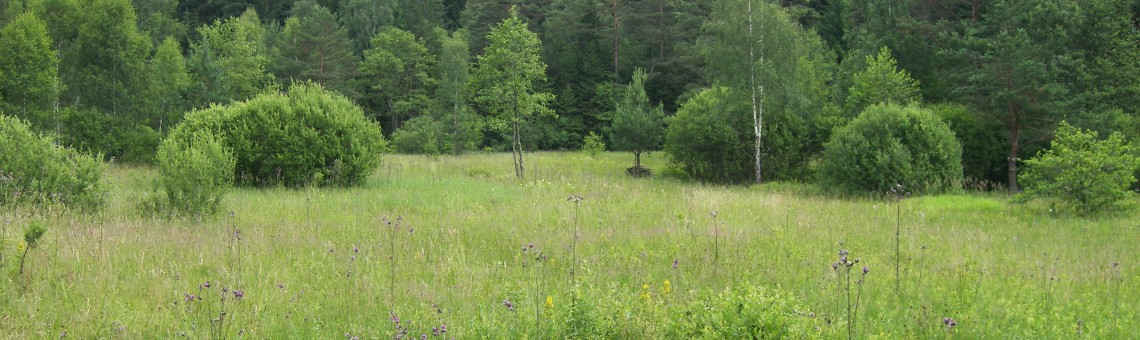 Rašeliniště Pod Trojanem, Hlávkov [JI] - foto Vojtěch Kodet