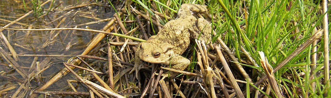 Ropucha obecná (Bufo bufo) - foto Vojtěch Kodet