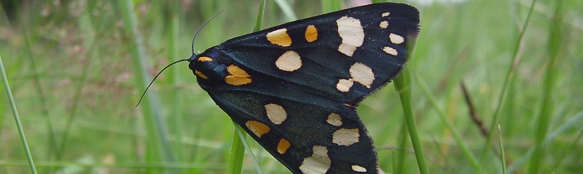 Přástevník hluchavkový (Callimorpha dominula), Nad Ovčákem, Jestřebí [JI] - červenec 2005, foto Vojtěch Kodet