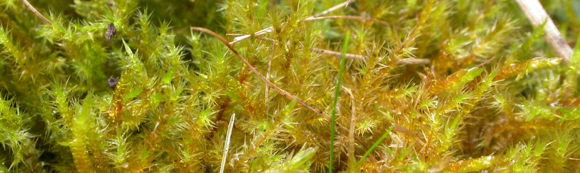 Zelenka hvězdovitá (Campylium stellatum) - foto Táňa Štechová