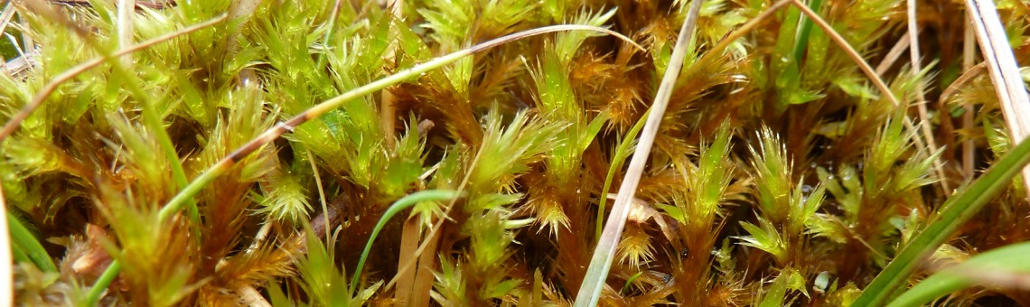 Vlasolistec vlhkomilný (Tomentypnum nitens) - foto Eva Holá