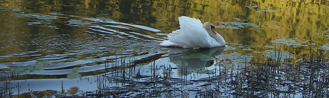 Labuť velká (Cygnus olor), Popický rybník, Popice u Jihlavy [JI] - foto Vojtěch Kodet