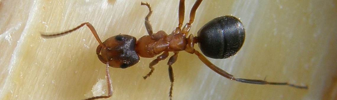 Mravenec pastvinn&yacute; (Formica exsecta), Prvn&iacute;ky, Proset&iacute;n u Bystřice nad Pern&scaron;tejnem [ZR] - foto Klára Bezděčková