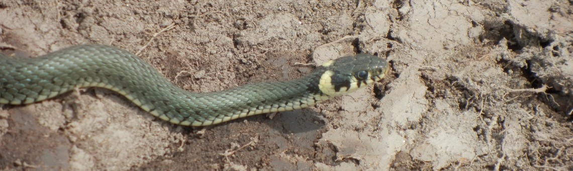 Užovka obojková (Natrix natrix), mokřady Nad Chvojnovem, Dušejov [JI] - 27.4.2015, foto Vojtěch Kodet