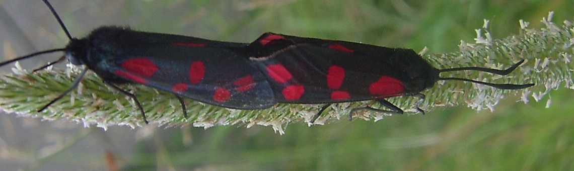 Vřetenuška obecná (Zygaena filipenduale), hlavní vlakové nádraží v Jihlavě - 2.8.2004, foto Vojtěch Kodet