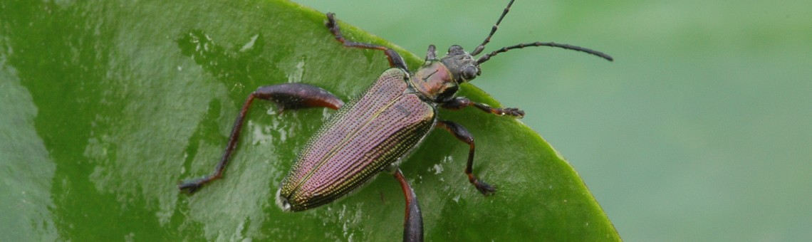 Rákosníček (Donacia crassipes) - foto Václav Křivan