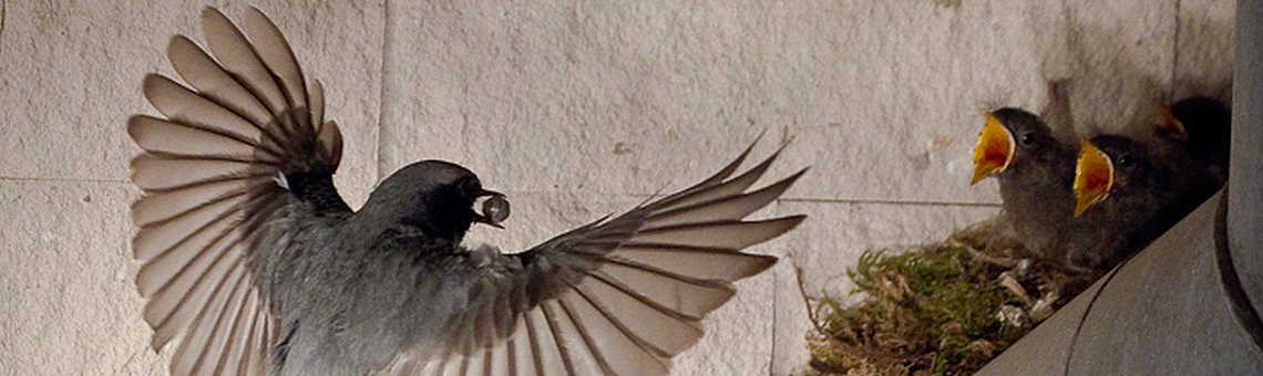 Rehek domácí (Phoenicurus ochruros), Velký Beranov [JI] - 20.5.2010, foto Jan Savický