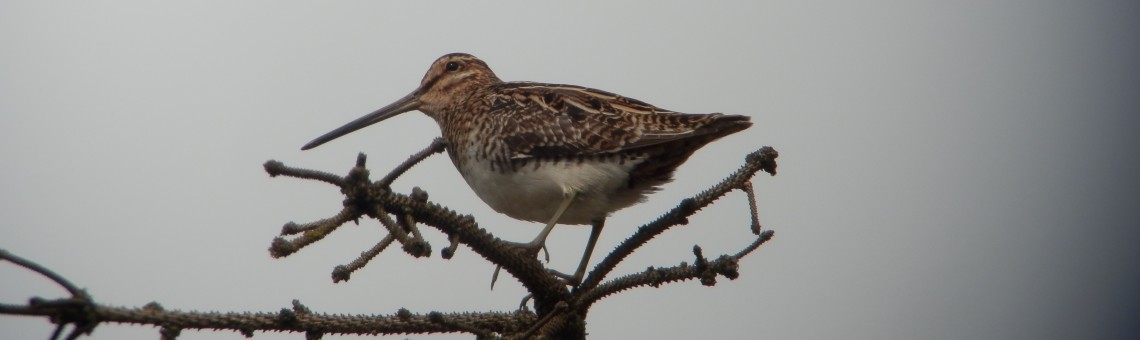 Bekasina otavní (Gallinago gallinago), PR Na Oklice, Milíčov u Jihlavy [JI] - foto Vojtěch Kodet