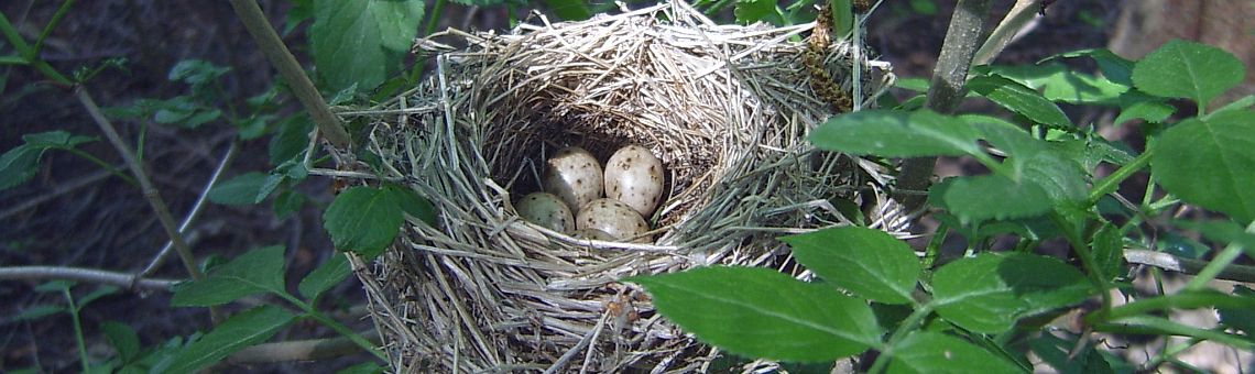 Hnízdo pěnice černohlavé (Sylvia atricapilla) u Smrčenského potoka v Jihlavě [JI] - 14.5.2005, foto Vojtěch Kodet