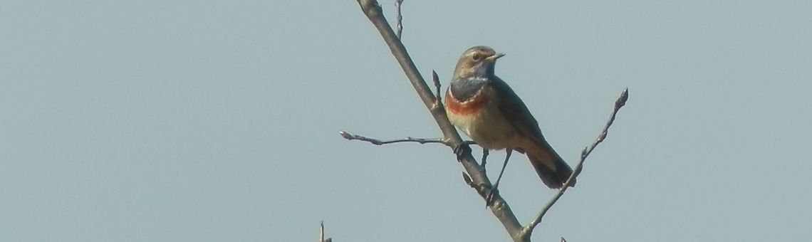 Samec slavíka modráčka středoevropského (Luscinia svecica cyanecula), PR V Lisovech, Jihlávka [JI] - 19.4.2015, foto Vojtěch Kodet