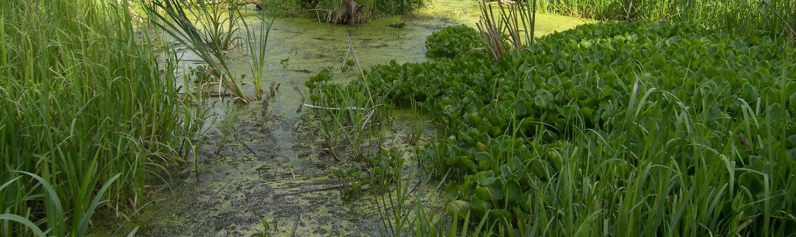 Ďáblík bahenní (Calla palustris), PP Černíč - 20.6.2011, foto Vojtěch Kodet