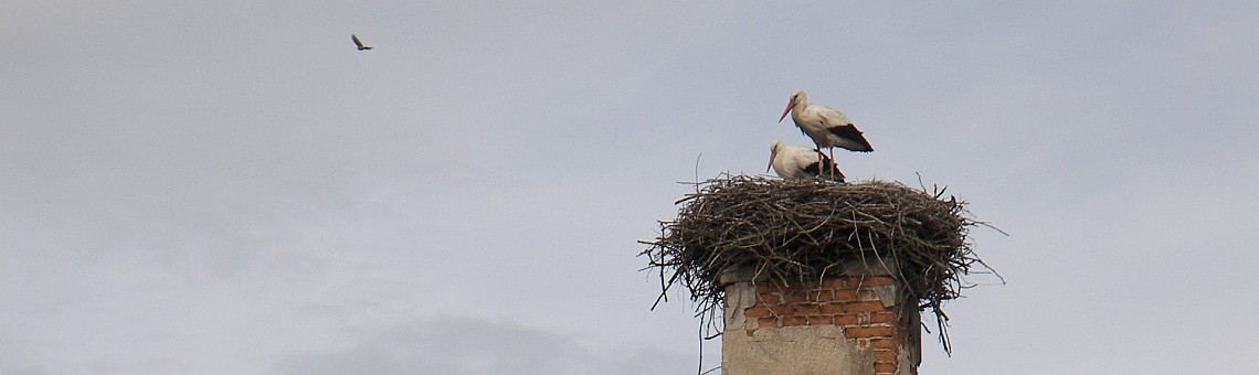 Čáp bílý (Ciconia ciconia), ul. Radkovská, Telč [JI] - 9.4.2007, foto Vojtěch Kodet