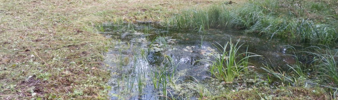 U Popického rybníka, Popice u Jihlavy [JI] - 7.9.2014, foto Vojtěch Kodet