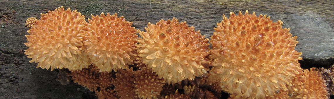 Šupinovka ježatá (Pholiota squarrosoides) v NPR Velký Špičák [JI] - 21.9.2013, foto Marek Brom