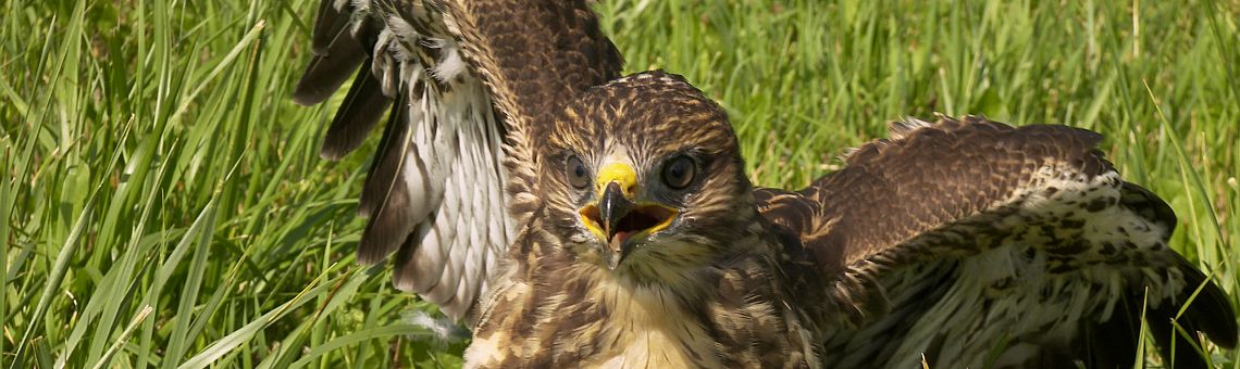 Káně lesní (Buteo buteo) u Šimanova [JI] - 3.7.2006, foto Vojtěch Kodet