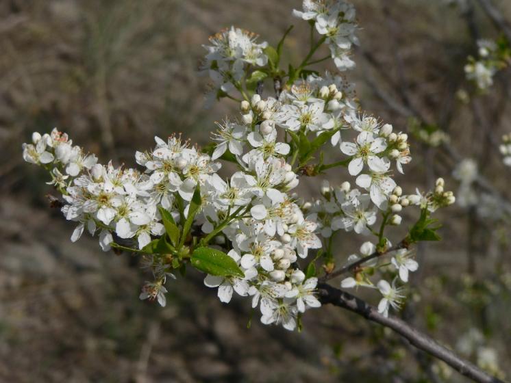 Mahalebka obecná pravá (Prunus mahaleb), NPR Mohelenská hadcová step [TR], 17.4.2007, foto Luděk Čech