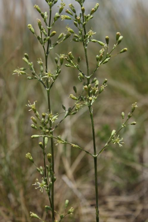 Silenka ušnice (Silene otites), NPR Mohelenská hadcová step [TR], 16.6.2015, foto Libor Ekrt