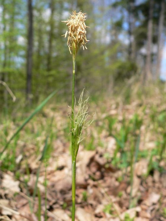 Ostřice Micheliova (Carex michelii), Čikov [TR], 25.4.2007, foto Luděk Čech