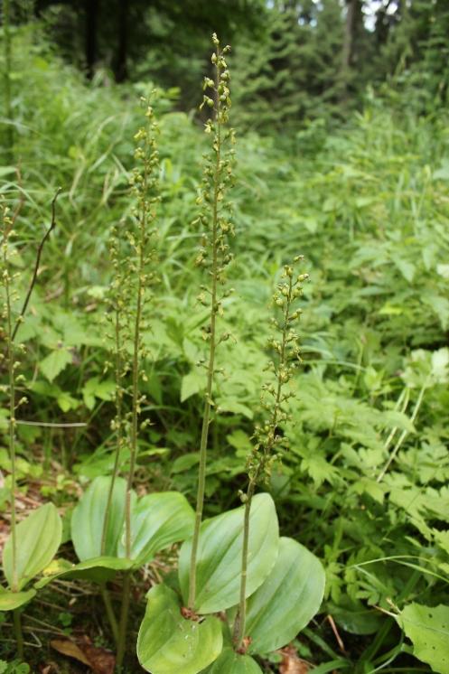Bradáček vejčitý (Listera ovata), NPR Žákova hora [ZR], 10.7.2015, foto Libor Ekrt