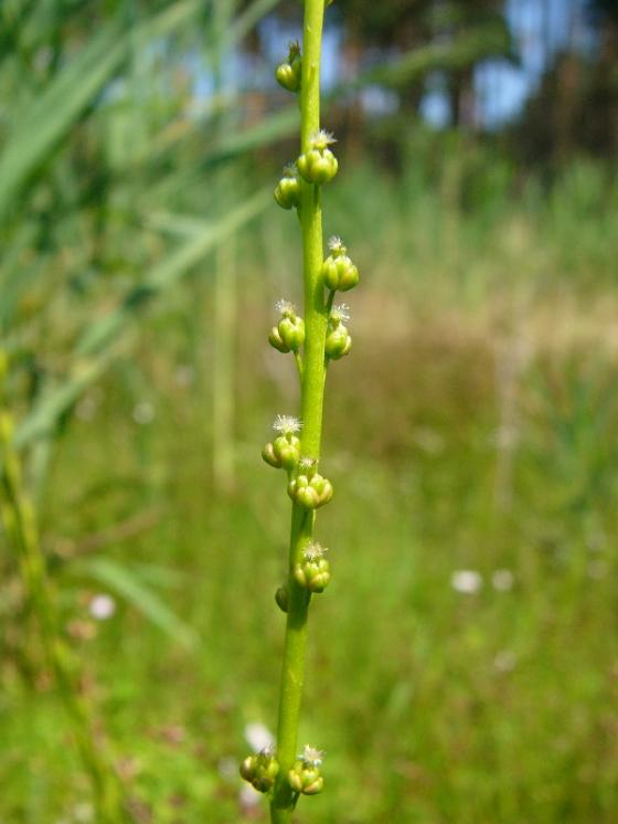 Bařička bahenní (Triglochin palustris), Bory [ZR], 16.7.2008, foto Josef Komárek