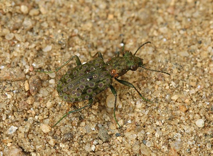 Střevlíček Elaphrus riparius, foto Václav Křivan