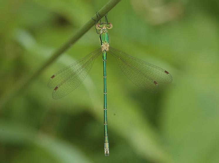 Šídlatka zelená (Lestes virens), Mohelno, foto Václav Křivan