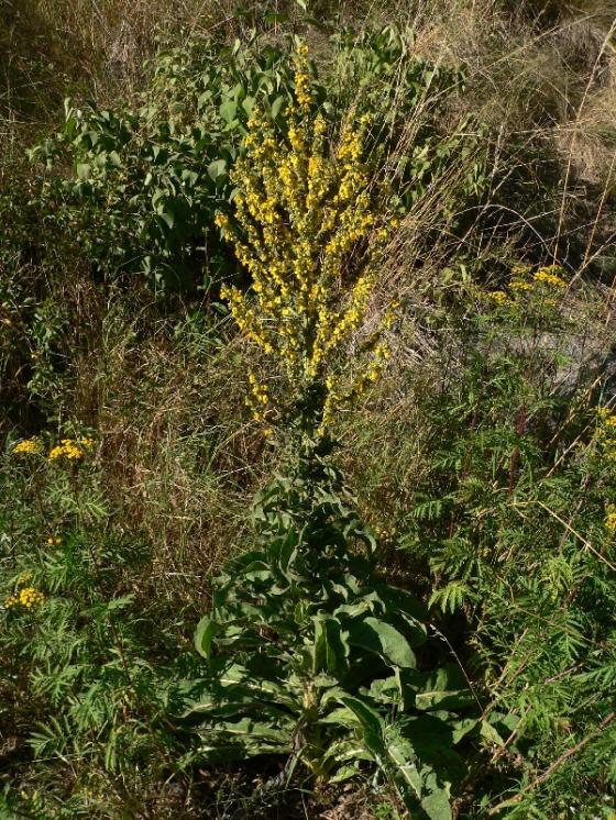 Divizna ozdobná pravá (Verbascum speciosum), Vladislav [TR], 8.7.2011, foto Luděk Čech