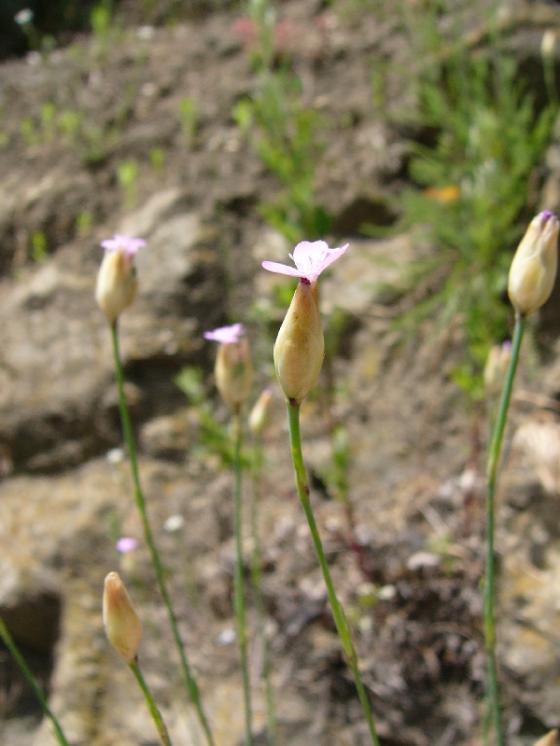 Hvozdíček prorostlý (Petrorhagia prolifera), Třebíč [TR], 14.6.2016, foto Josef Komárek