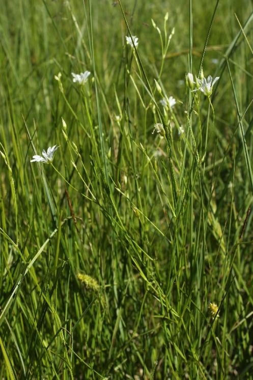 Ptačinec bahenní (Stellaria palustris), PR Opatovské zákopy [TR], 17.6.2013, foto Libor Ekrt