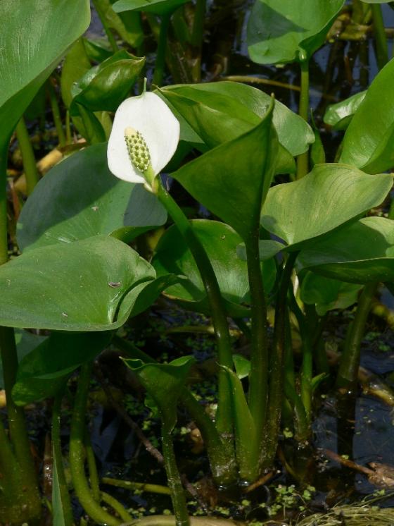 Ďáblík bahenní (Calla palustris), PR Rybník Starý [PE], 14.5.2007, foto Luděk Čech