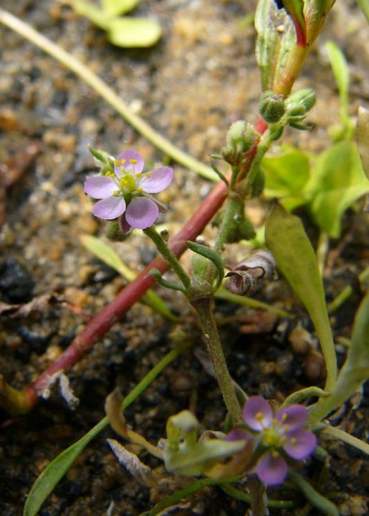 Kuřinka Kurkova (Spergularia kurkae), Jívoví, Velký Markův rybník [ZR], 20.6.2012, foto Josef Komárek