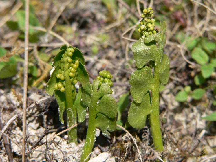 Vratička měsíční (Botrychium lunaria), Nová Ves u Chotěboře [HB], 21.5.2005, foto Luděk Čech