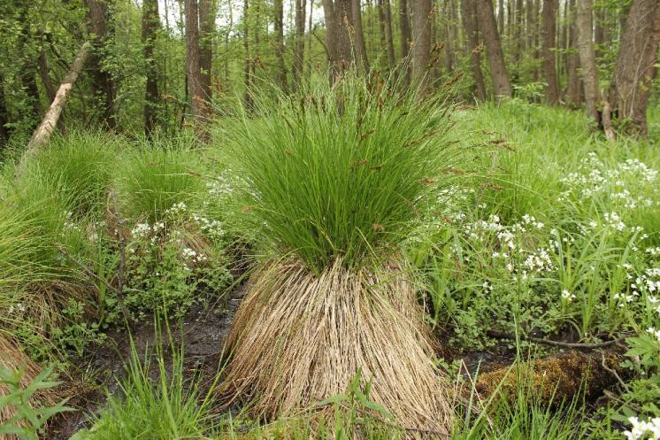 Ostřice odchylná (Carex appropinquata), PR Vílanecké rašeliniště [JI], 19.5.2015, foto Libor Ekrt