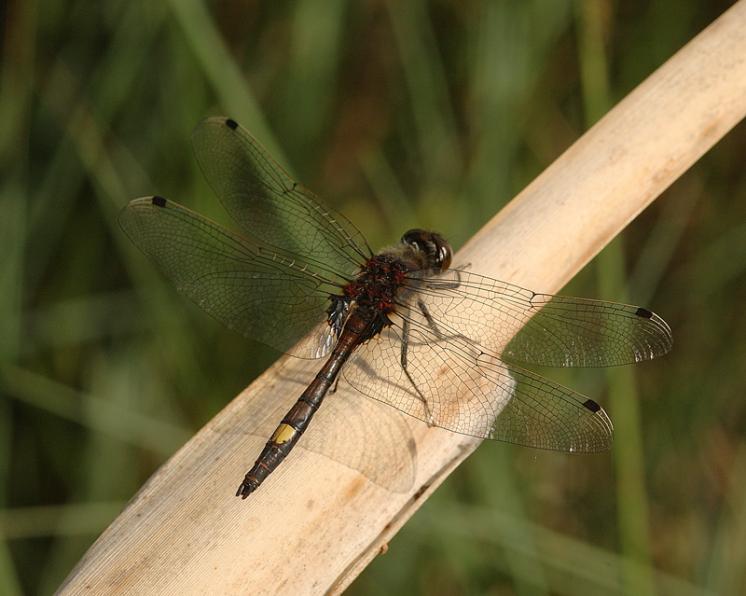 Vážka jasnoskvrnná (Leucorrhinia pectoralis), foto Václav Křivan