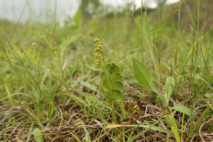 Vratička měsíční (Botrychium lunaria), vápenka u Zvole [ZR], 1.6.2013, foto Libor Ekrt