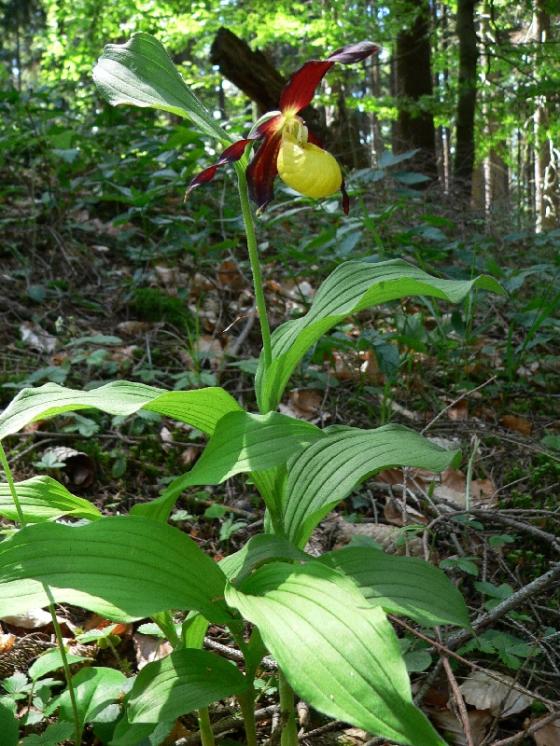Střevíčník pantoflíček (Cypripedium calceolus), PP Dědkovo [ZR], 21.5.2014, foto Luděk Čech