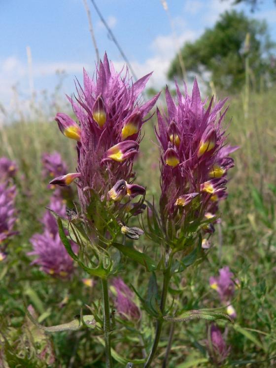 Černýš rolní (Melampyrum arvense), Nová Ves u Třebíče [TR], 21.6.2007, foto Luděk Čech