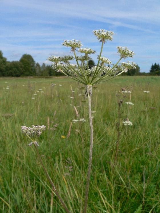 Hladýš pruský pravý (Laserpitium prutenicum), PR Niva Doubravy [HB], 10.8.2008, foto Luděk Čech