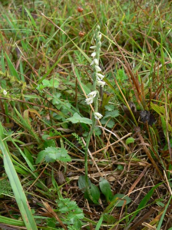 Švihlík krutiklas (Spiranthes spiralis), NPP Švařec [ZR], 4.9.2013, foto Luděk Čech