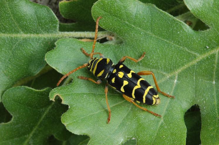 Tesařík dubový (Plagionotus arcuatus), Slavětice, foto Václav Křivan