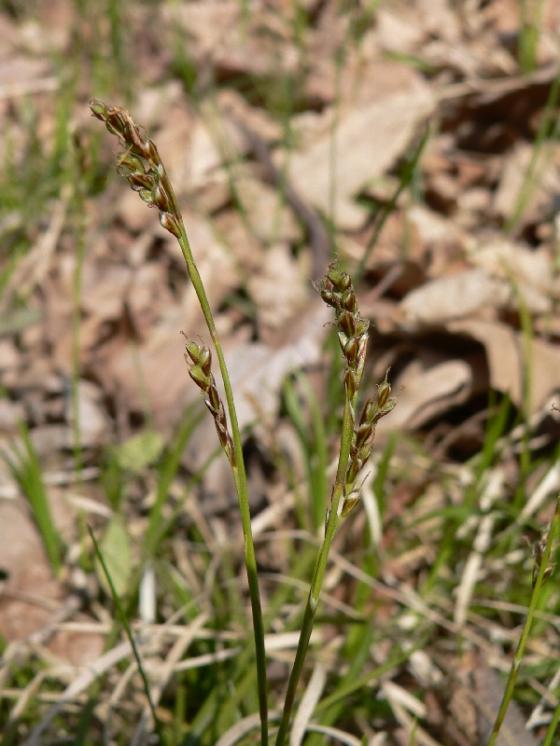Ostřice tlapkatá (Carex rhizina), Čikov [TR], 25.4.2007, foto Luděk Čech