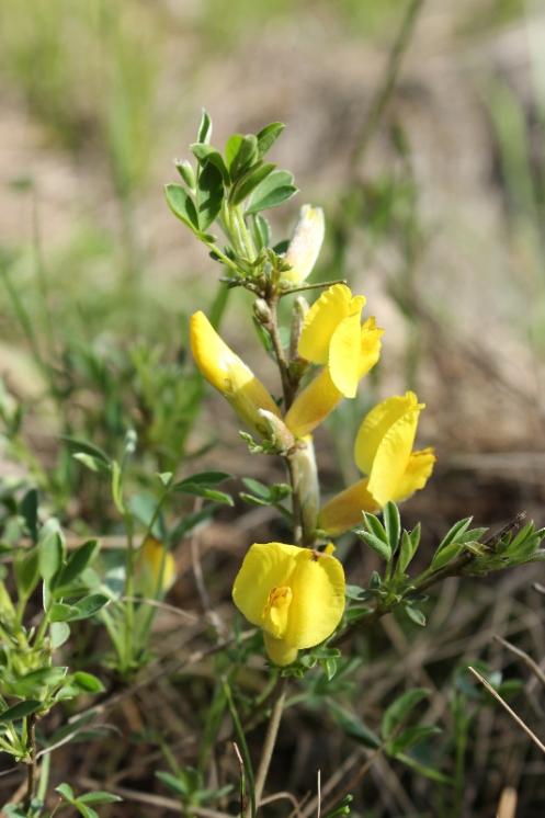Čilimník řezenský (Chamaecytisus ratisbonensis), Šemíkovice, Knížecí seč [TR], 22.4.2016, foto Libor Ekrt