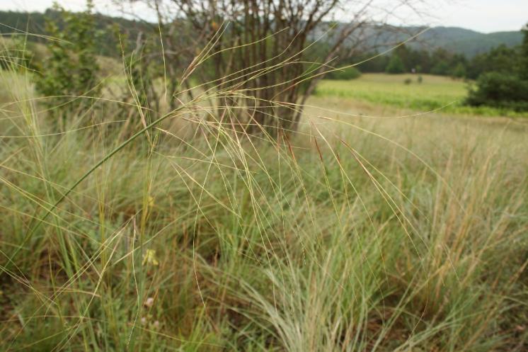 Kavyl vláskovitý (Stipa capillata), NPR Mohelenská hadcová step [TR], 15.7.2012, foto Libor Ekrt