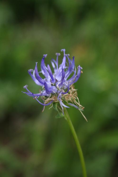 Zvonečník hlavatý (Phyteuma orbiculare), Dudín [JI], 2.6.2007, foto Libor Ekrt