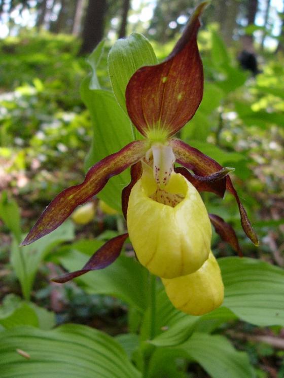 Střevíčník pantoflíček (Cypripedium calceolus), PP Dědkovo [ZR], 21.5.2014, foto Josef Komárek
