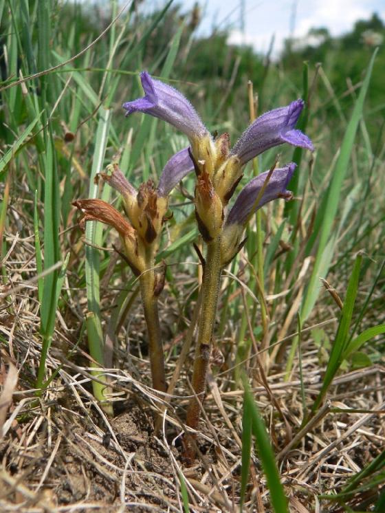 Mordovka nachová (Phelipanche purpurea), Velké Meziříčí [ZR], 16.6.2011, foto Luděk Čech