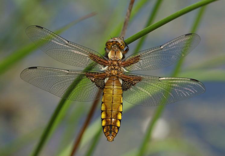 Vážka ploská (Libellula depressa), Radonín, foto Václav Křivan
