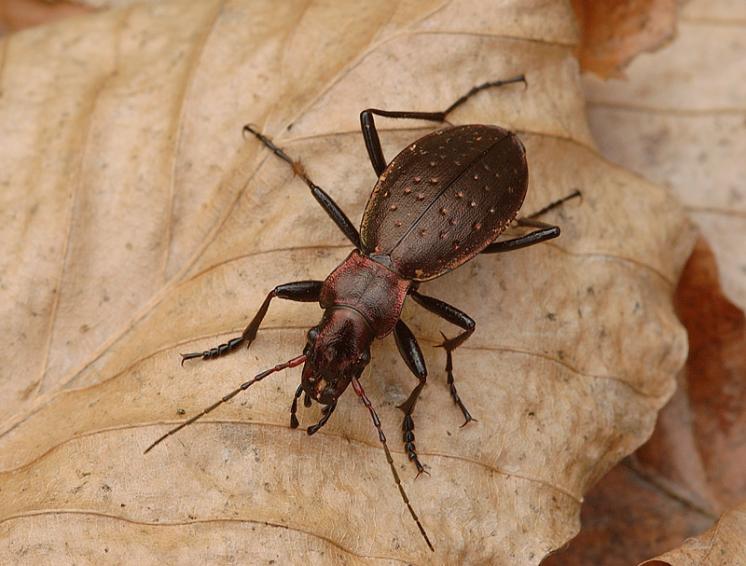 Střevlík nepravidelný (Carabus irregularis), foto Václav Křivan
